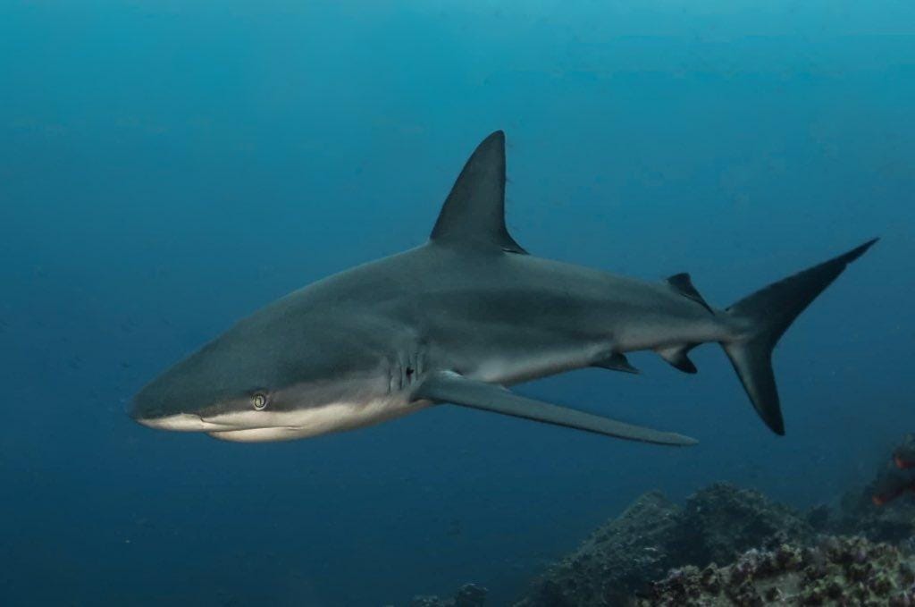 A Galápagos shark swims in dark blue water. 