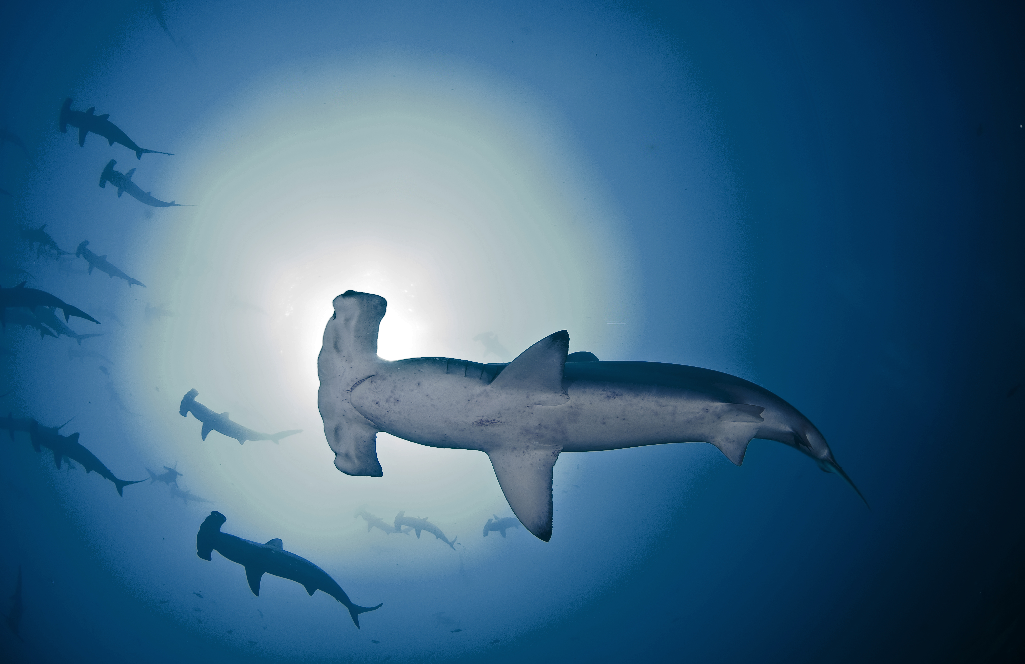 A ventral view of a hammerhead shark swimming overhead with a halo of sunlight behind its head. 