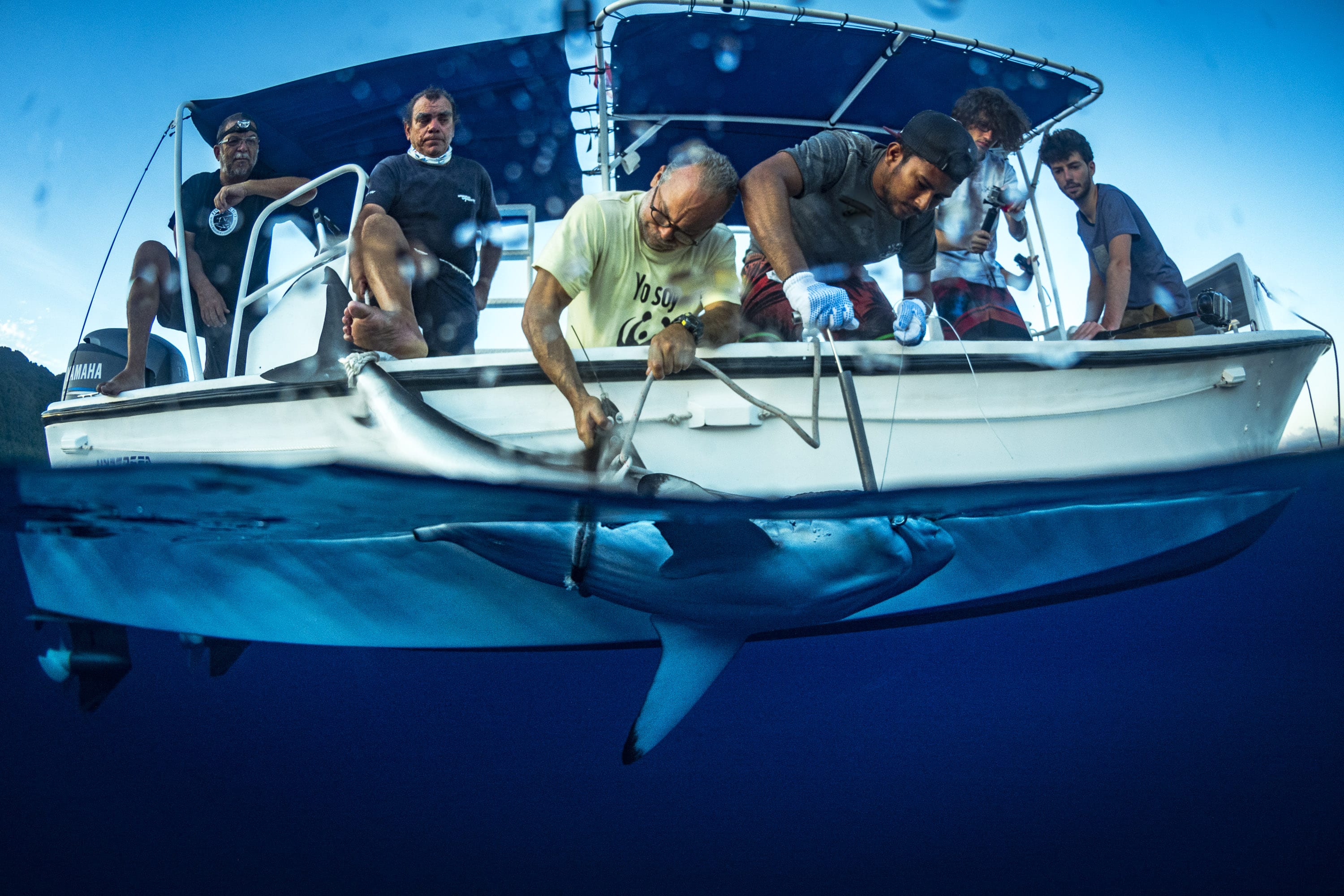 A team of researchers cradles a shark next to a boat to place a tracking device. 